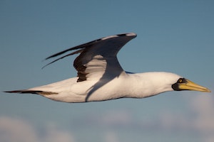 Masked Booby in Flight