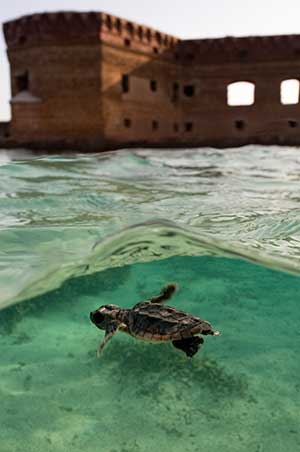Baby Seaturtle Swimming at Fort Jerfferson