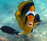 Clownfish Swimming Up