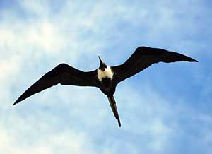 Large Frigate Bird in Florida