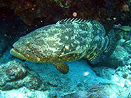 Florida Grouper on the coral reef