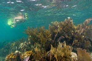 Green Finned Snorkeler with Coral Reef