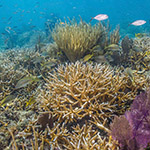 Coral Reef Florida Keys